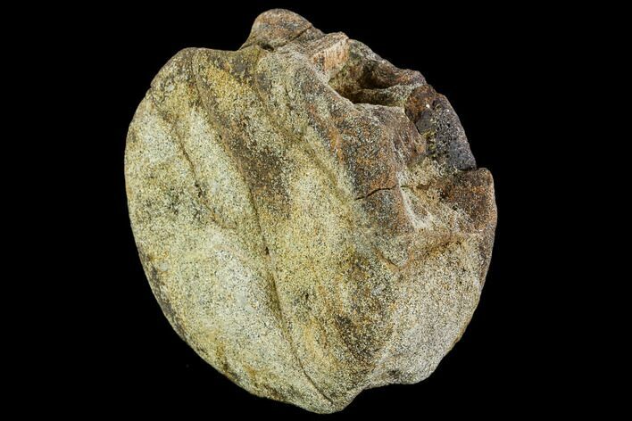 Ceratopsian Vertebra - Alberta (Disposition #-) #111116